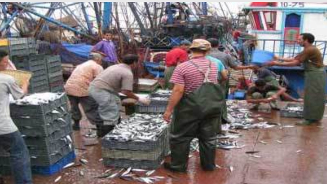 حق الرد مكفول :     مهنيو الصيد البحري بالحسيمة يبرؤون مندوبية الصيد والمكتب الوطني للصيد من الفساد