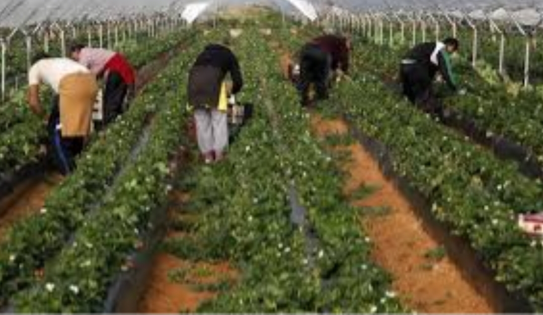 بعد إدانة أحدهم ب 42 سنة سجنا بتهم إغتصاب 6 منهم … 15 ألف مغربية ينتقلن إلى إسبانيا للعمل في حقول “الفريز”