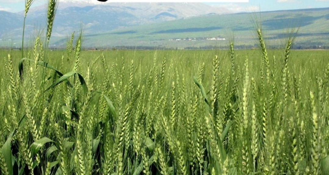 المغرب يقترض310 ملايير لتمويل زراعة الحبوب والتغطية الاجتماعية