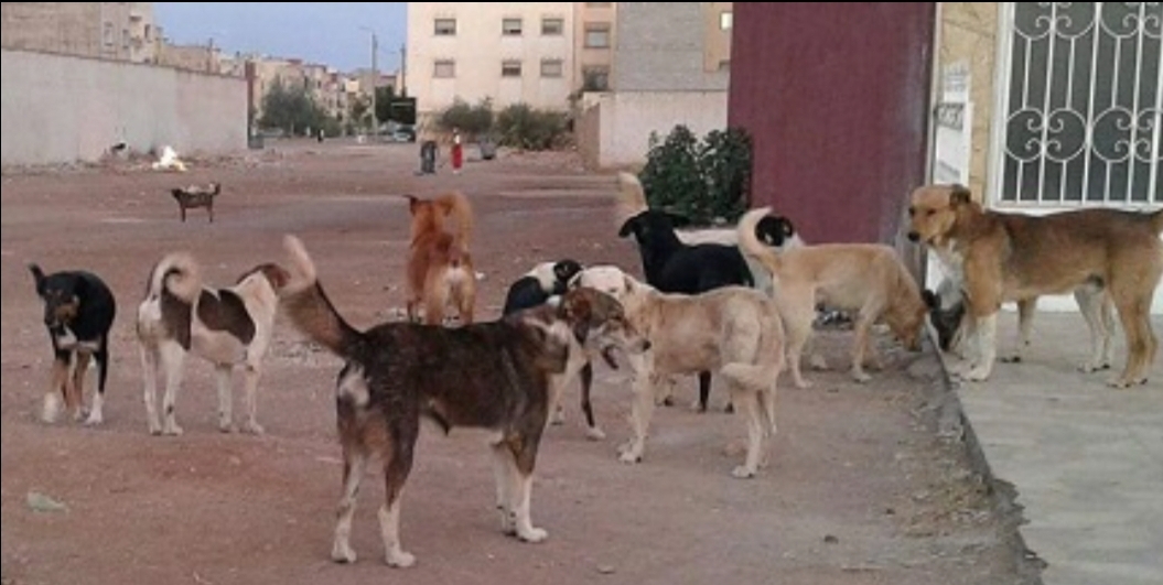 انتشار واسع وإختلاط كبير للكلاب مع ساكنة مدينة الدريوش