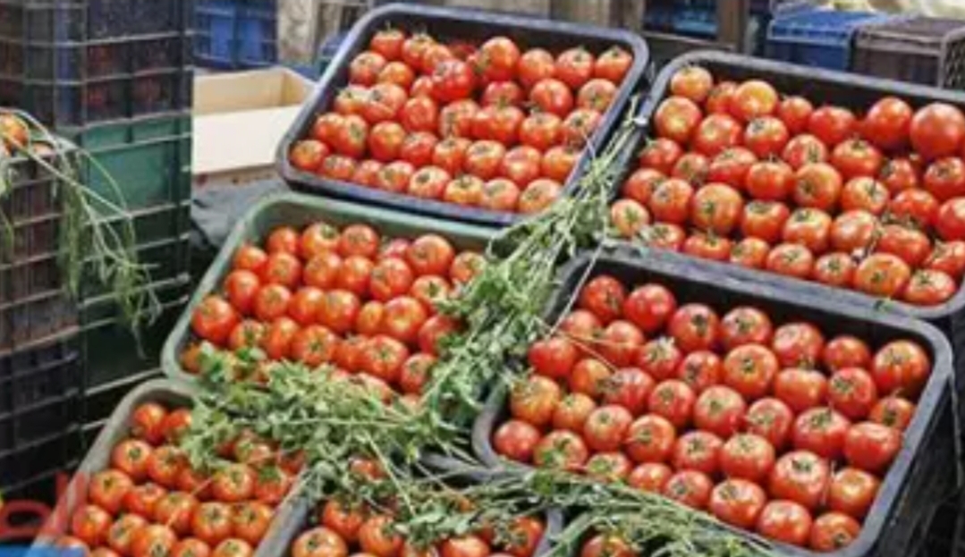 الإنتاج متوفر والغلاء فاحش …  تزويد السوق الوطنية بالطماطم يجر وزير الفلاحة للمساءلة
