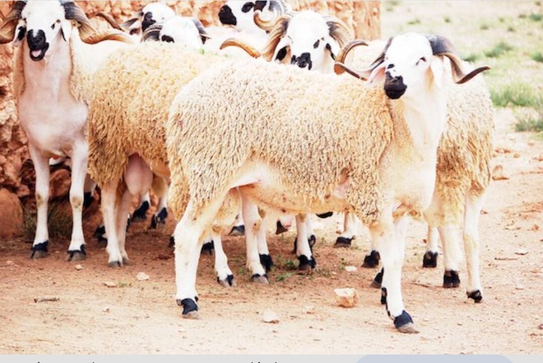 ترقب إرتفاع غير مسبوق في أسعار أكباش عيد الأضحى في المغرب