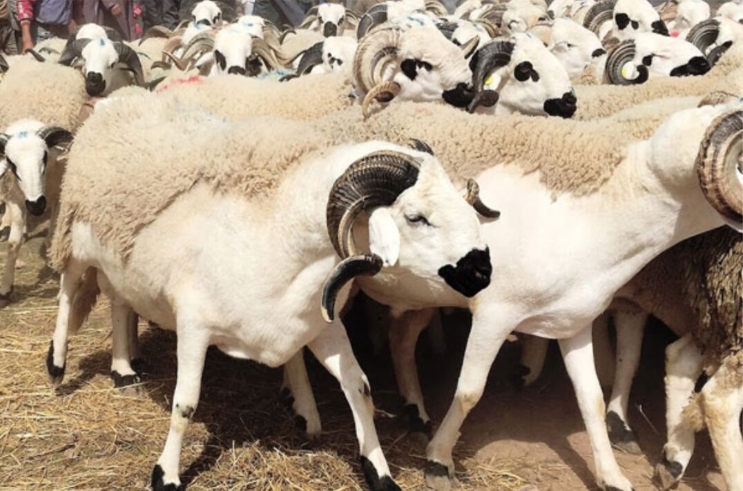 حزب العدالة والتنمية يطالب الحكومة المغربية بتوفير أضاحي العيد بأثمنة مناسبة