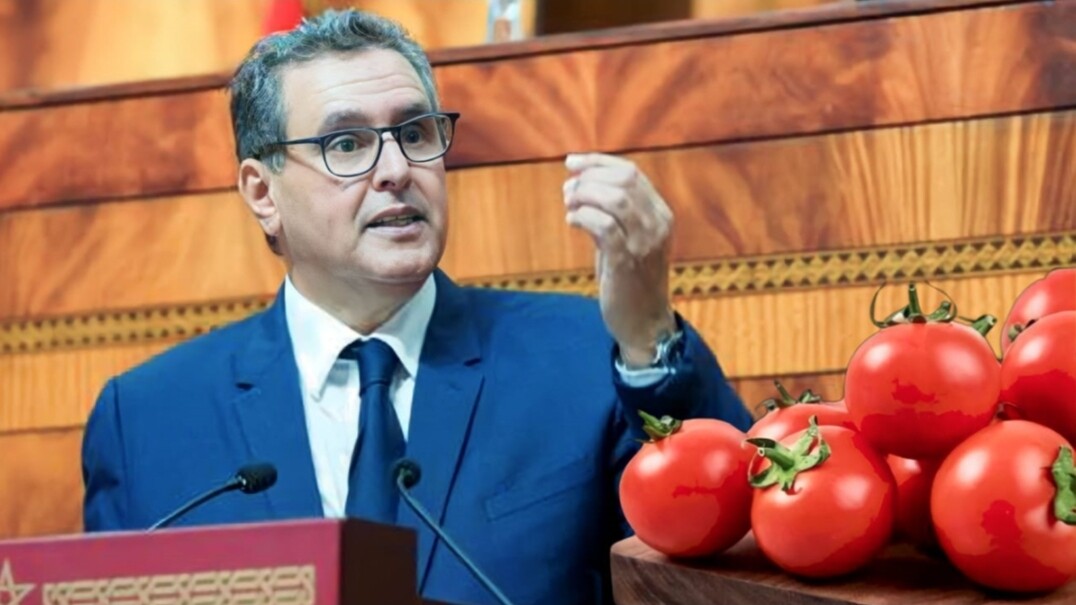 أسعار الطماطم تكذب وعود أخنوش وتعاود الإرتفاع بشكل صاروخي