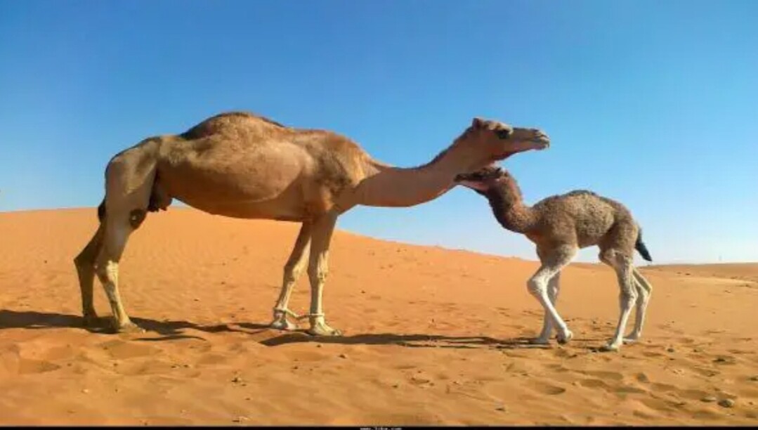 ناقة تقتل صاحبها المغربي بشكل عنيف جدا بعد ذبحه لصغيرها أمامها
