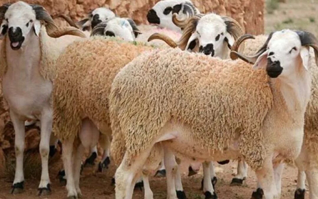 غدا الاثنين فاتح ذي الحجة وعيد الأضحى يوم 28 يونيو في عدد من الدول العربية
