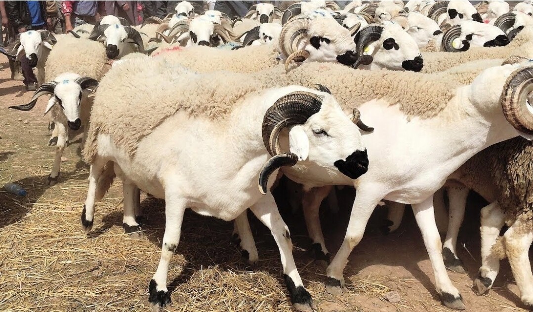 حجز عدد كبير من الأكباش منفوخة بفضلات الدجاج