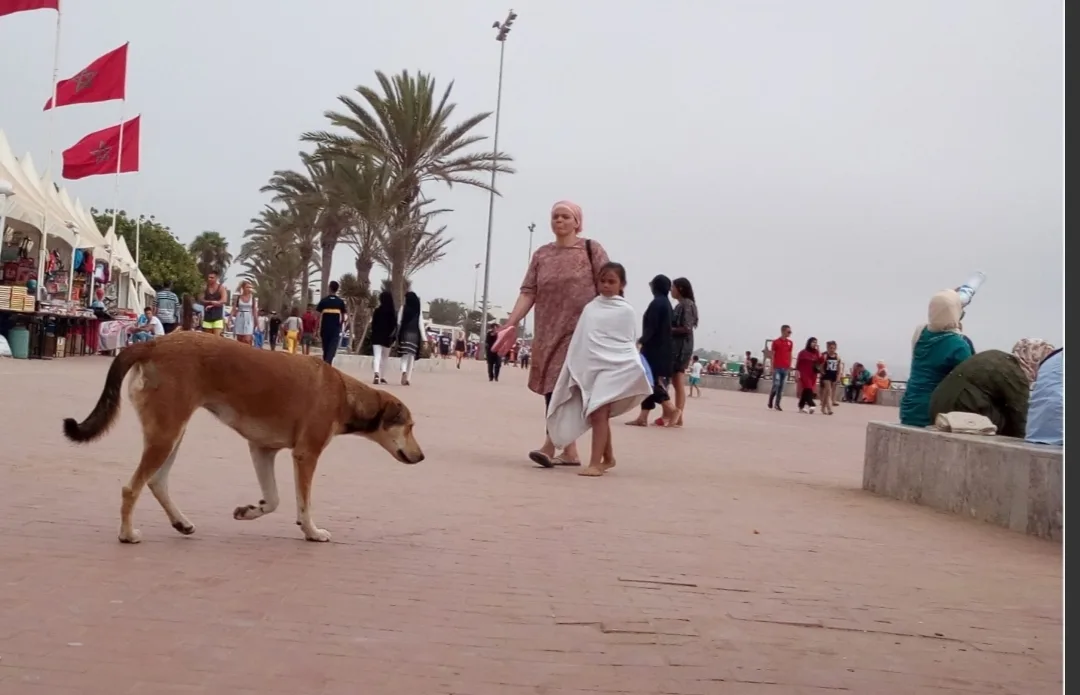 إدانة جماعة أكادير التي يرأسها أخنوش بتعويض لفائدة مواطن هاجمته كلاب ضالة في الشارع