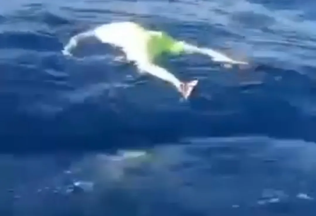 فيديو :     جزائري يوجه نداء لذوي الغرقى من شرق المغرب الذين لفظهم بحر الشلف للقدوم إلى الجزائر لترحيل جثامين أقاربهم