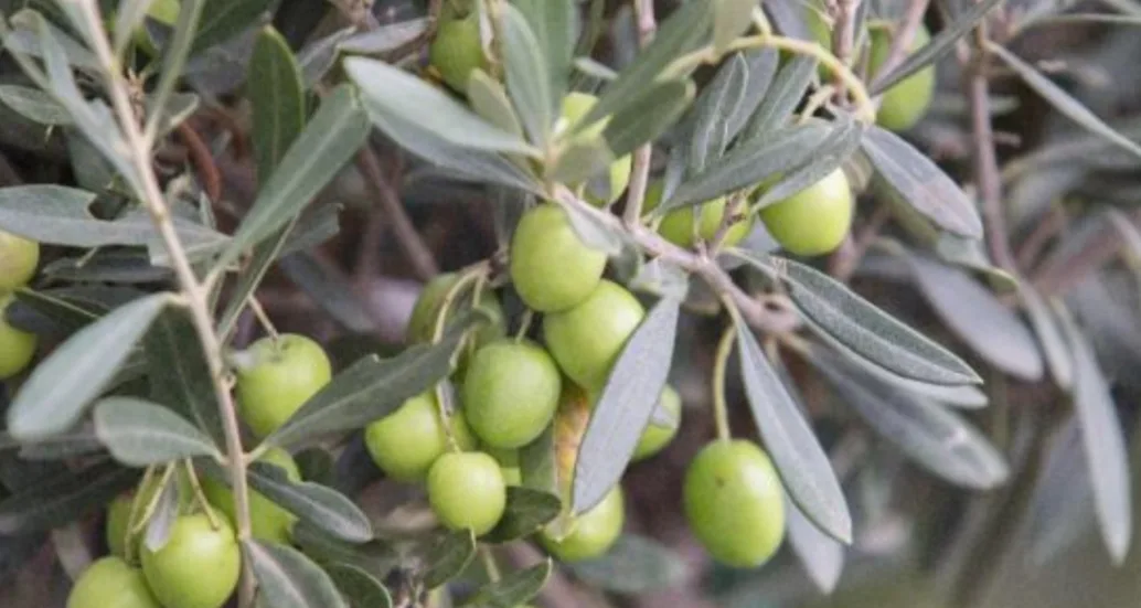 تساقطات مطرية وبرد ( تبروري ) تخلف أضرارا كبيرة في أشجار الزيتون بجهة فاس ـ مكناس