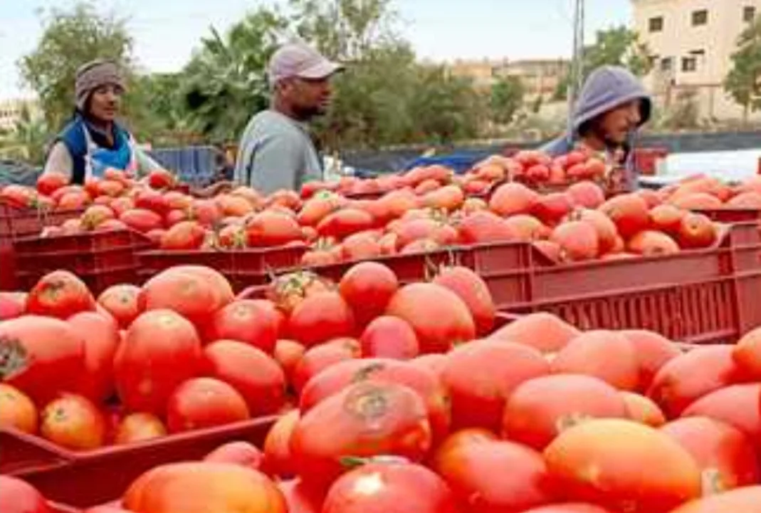 أسعار الطماطم تحلق عاليا في المغرب