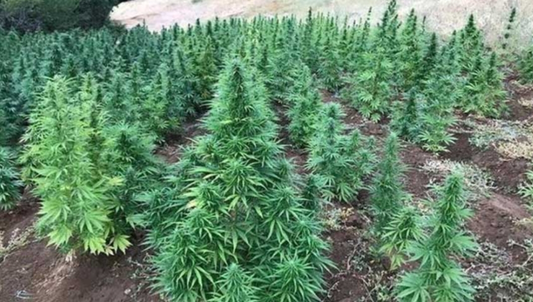 توقيف فرنسي بالمغرب مبحوث عنه من طرف الإنتربول بسبب قيامه بزراعة الحشيش في ضيعات فرنسية