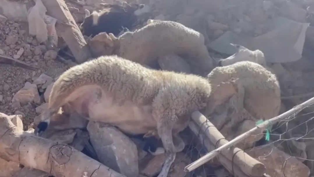 الحكومة المغربية تخصص 134 مليار لتعويض سكان في نفوق 70 ألف رأس من المواشي بزلزال الحوز