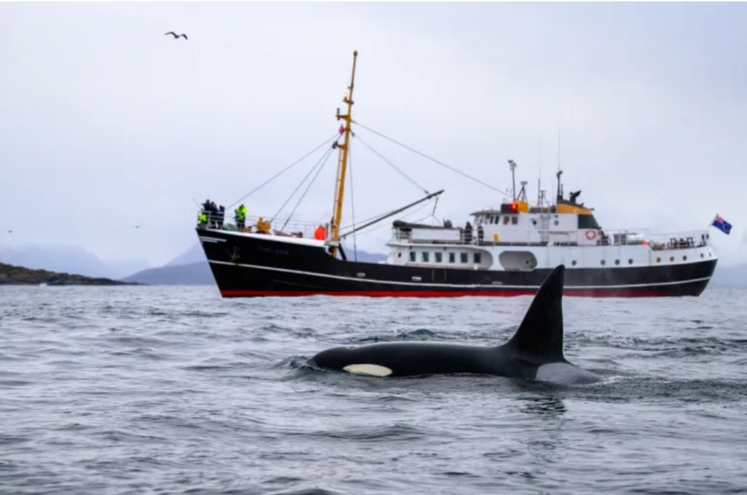 حيتان الأوركا المتوحشة تهاجم قارب سياحي بساحل طنجة وتغرقه بالكامل