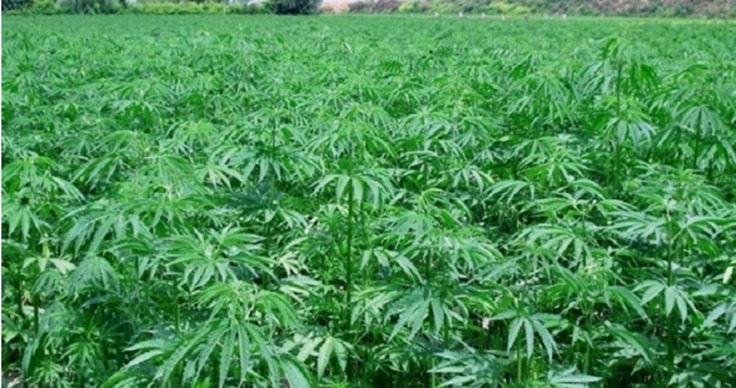 وزارة الداخلية تخفض مساحات حقول “الكيف” بنسبة 77 في المائة