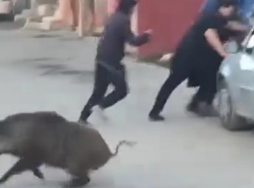 فيديو مثير :    خنزير يقتحم شارع رئيسي بإيمنتانوت ويخلف إصابات متفاوتة الخطوة في صفوف مواطنين