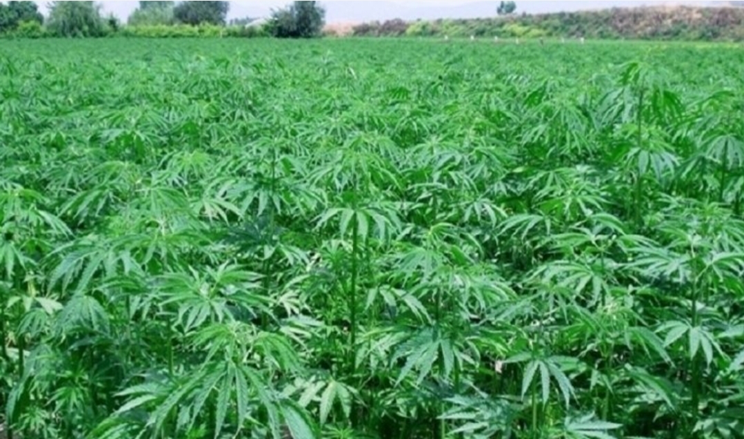 المغرب يبدأ تصدير الحشيش بشكل قانوني إلى أوروبا