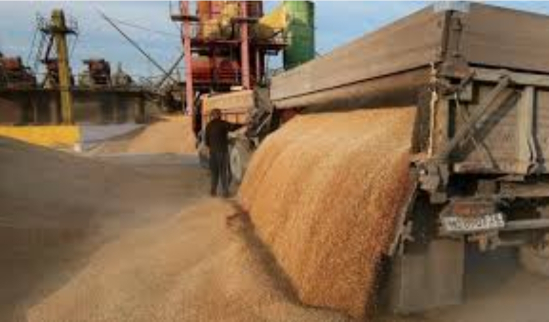 المغرب يسعى لاستيراد 25 مليون قنطار من القمح بين يناير وأبريل 2024