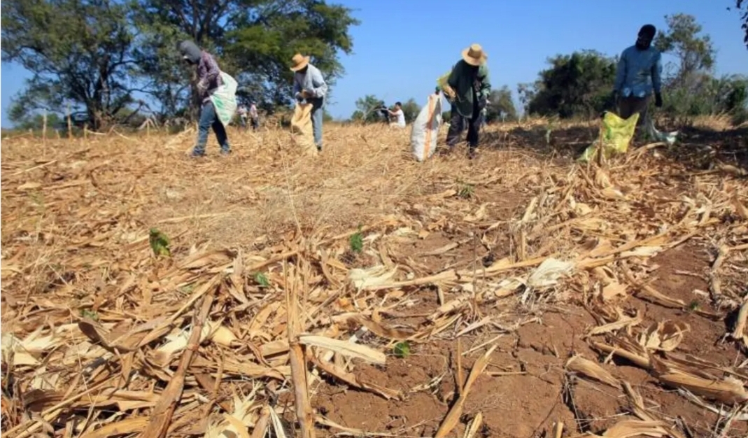 الجفاف يهدّد الغابات والحيوانات بالمغرب