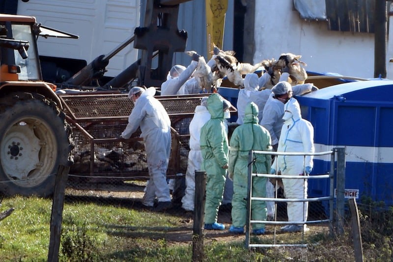 فرنسا : انتشار فيروس أنفلونزا الطيور