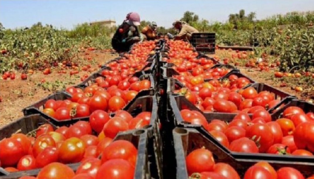 الطماطم المغربية تقضي على آلاف الهكتارات من القطاع الزراعي الإسباني