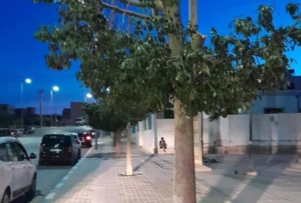 جماعة رأس بالناظور تستنكر بشدة إعدام الأشجار داخل مجالها الحضري وتتوعد باللجوء للمساطر القانونية