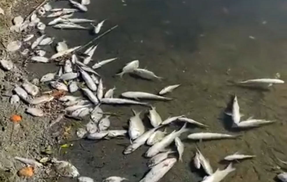 فيديو:     نفوق كميات ضخمة من الأسماك بالقصر الصغير ضواحي طنجة ، وإعادة بيعها للمواطنين !!