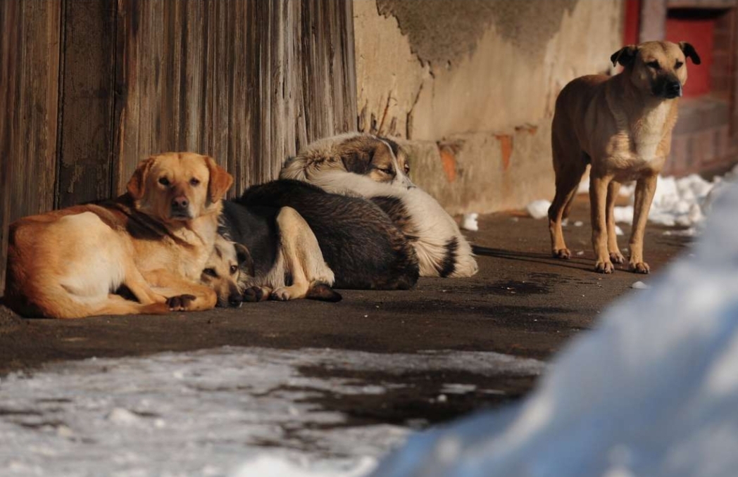 فيديو :    رغم منعها من طرف وزارة الداخلية … سلطات العرائش تتمرد وتنفذ حملة إعدامات للكلاب الضالة بالرصاص الحي