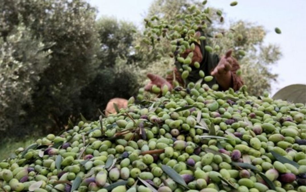 “البق ما يزهق” … محاكمة متهمين بسرقة غلة الزيتون من ضيعة تابعة لأسرة ملكية ناحية صفرو