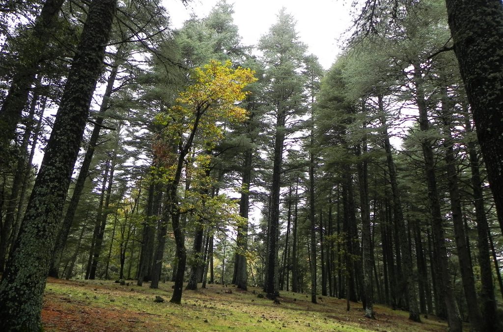 تعاون بنك الاستثمار الأوروبي والمغرب لتعزيز استدامة غابات المملكة