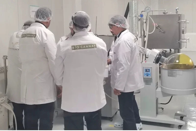 المغرب يقوم بإجراء أولى الاختبارات على استخلاص زيت الكيف