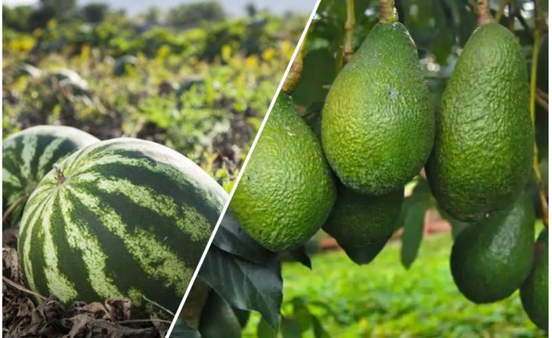 بسبب الجفاف … الحكومة المغربية تقرر منع زراعة “الأفوكادو والدلاح”