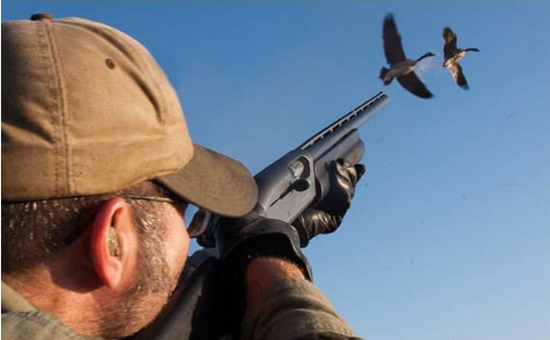 عدم قيام مصالح المياه والغابات بواجبها … القنص البري الجائر والعشوائي يجرّ وزير الفلاحة للمساءلة البرلمانية