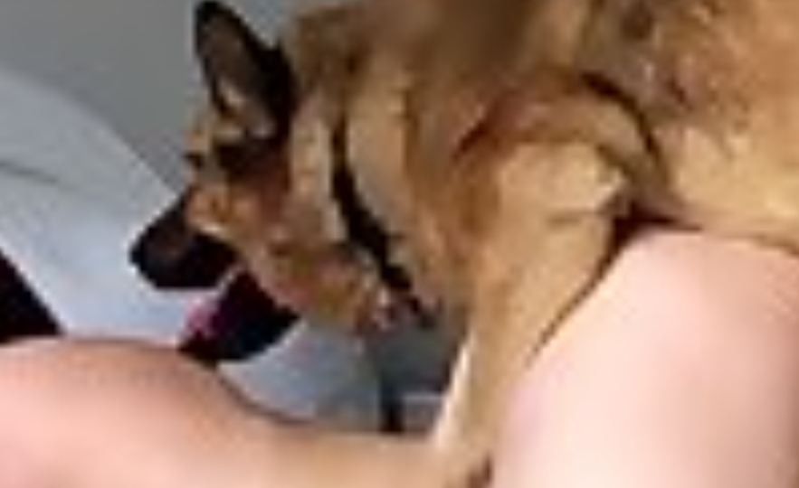 إعتقال إبن مسؤول قضائي كبير و16 فتاة في قضية أفلام البورنو مع كلاب بالخميسات