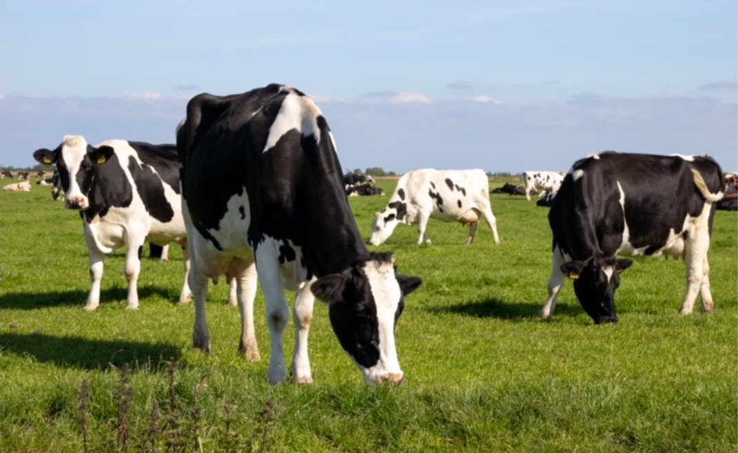 الحكومة تعفي مستوردي الأبقار من الضرائب