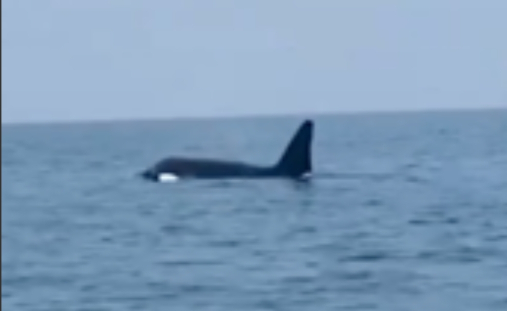 صورة :     ظهور سمك الأوركا القاتلة بشاطئ جماعة إيعزانن بإقليم الناظور