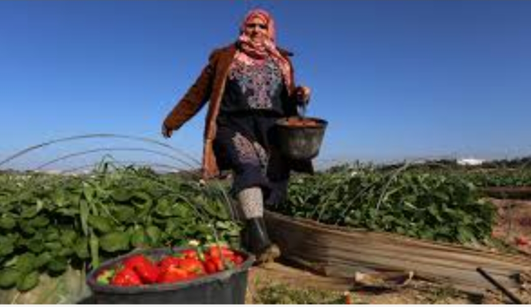 7500 مغربية سيلتحقن بإسبانيا للعمل بعقود موسمية