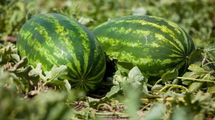 الراشدية : منع زراعة البطيخ وتشكيل لجنة إقليمية للماء