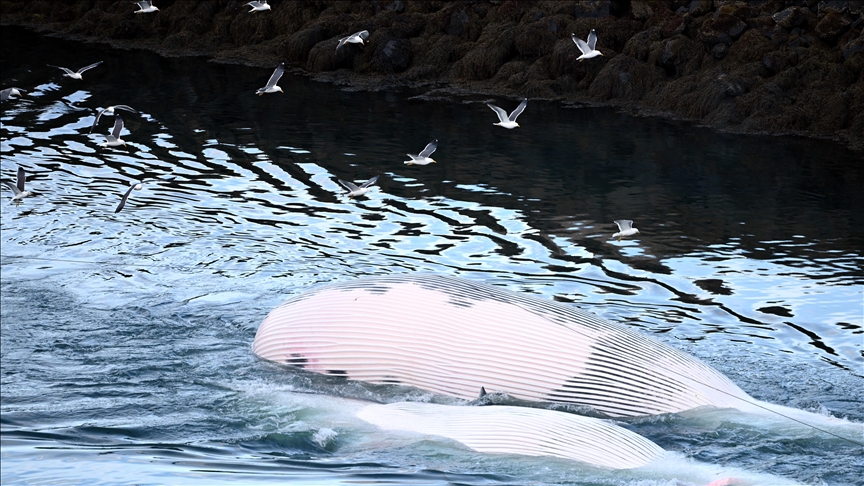 حادثة نادرة: شاطئ مدينة الداخلة يلفظ حوتًا أزرقًا ضخمًا