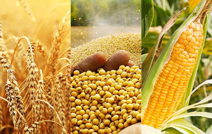 أكبر خسارة سنوية للذرة في شيكاغو، وانخفاضات حادة للقمح وفول الصويا