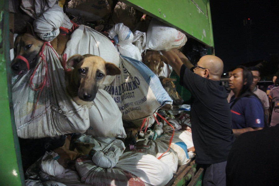 نجاح الشرطة الإندونيسية في انقاذ  أكثر من 200 كلب متجهين إلى المسلخ