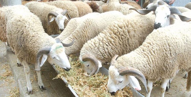 الجفاف وندرة المياه تضرب مربي المواشي بالمغرب.. مناشدات للحكومة لتنشيط الاستيراد