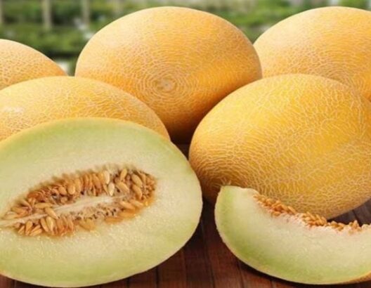 صادرات المغرب من البطيخ تتجاوز 56 ألف طن بزيادة