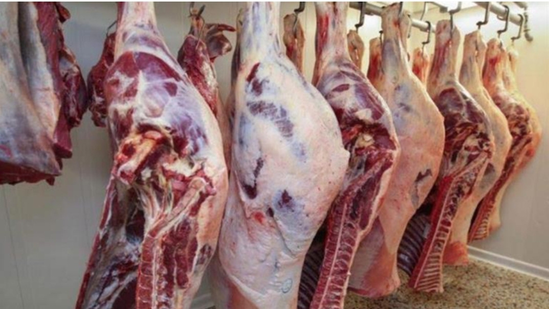 المغرب يقرر إستيراد 100 الف رأس من الأبقار لسد رمق المغاربة من اللحوم في رمضان