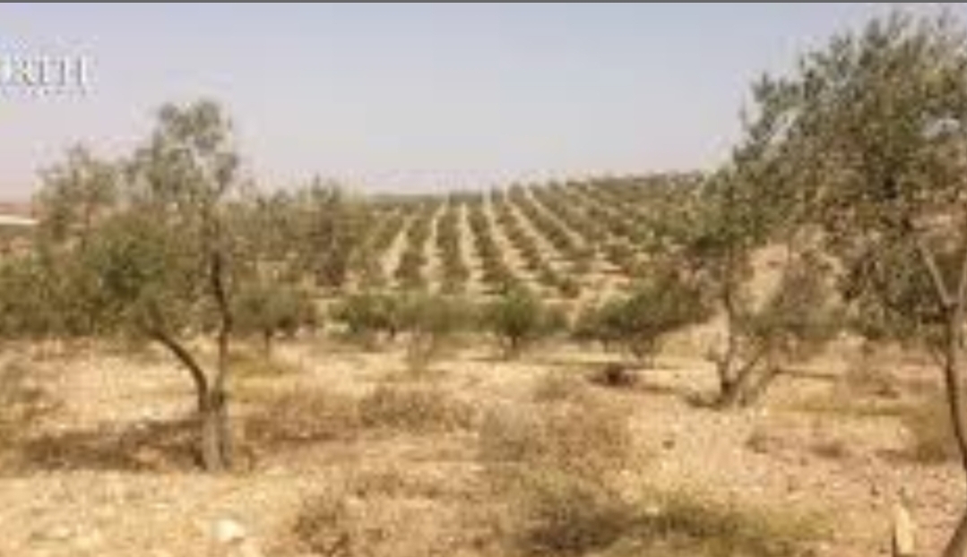 الجفاف يتسبب في إعدام الآلاف من أشجار الزيتون بمنطقة في المغرب