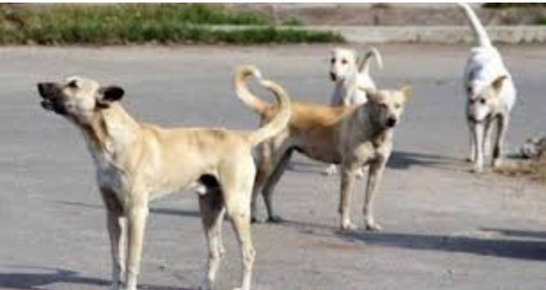 صور وفيديو :      مجزرة رهيبة ترتكبها الكلاب الضالة في قطيع كبير من الماشية بجماعة بني درار بوجدة