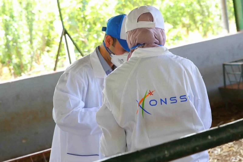 مكتب السلامة الصحية.. المغرب خالٍ من إنفلونزا الطيور