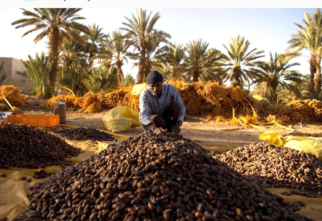 الجفاف تسبب في تراجع كبير لإنتاج التمور بالمغرب