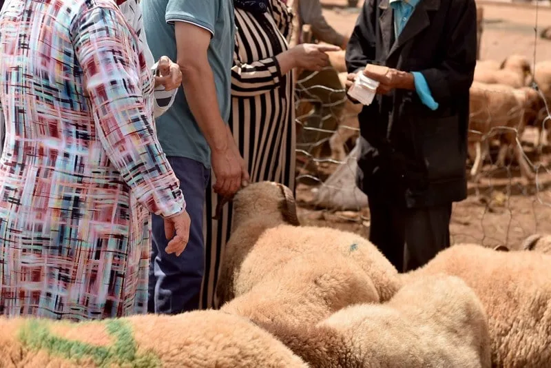 أزمة الكاش واقتصاد عيد الأضحى تخلق القلق في الأوساط الاجتماعية
