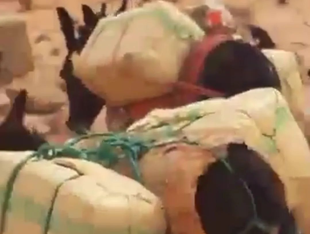 بعد إصابة وقتل مغاربة خلال عملية إدخال الحشيش إلى الجزائر … “الزفت” صديق البارون الوجدي “طاحت” يكشف أسرار خطيرة !